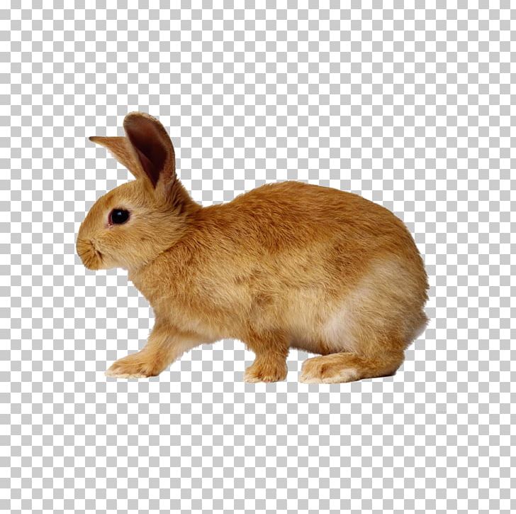 European Rabbit Cottontail Rabbit Dwarf Rabbit PNG, Clipart, Animals, Balloon, Breed, Brown, Brown Background Free PNG Download