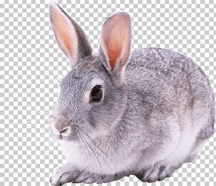 Flemish Giant Rabbit Hare Domestic Rabbit Cottontail Rabbit PNG, Clipart, Animal, Animals, Bunny, Cottontail Rabbit, Cuteness Free PNG Download