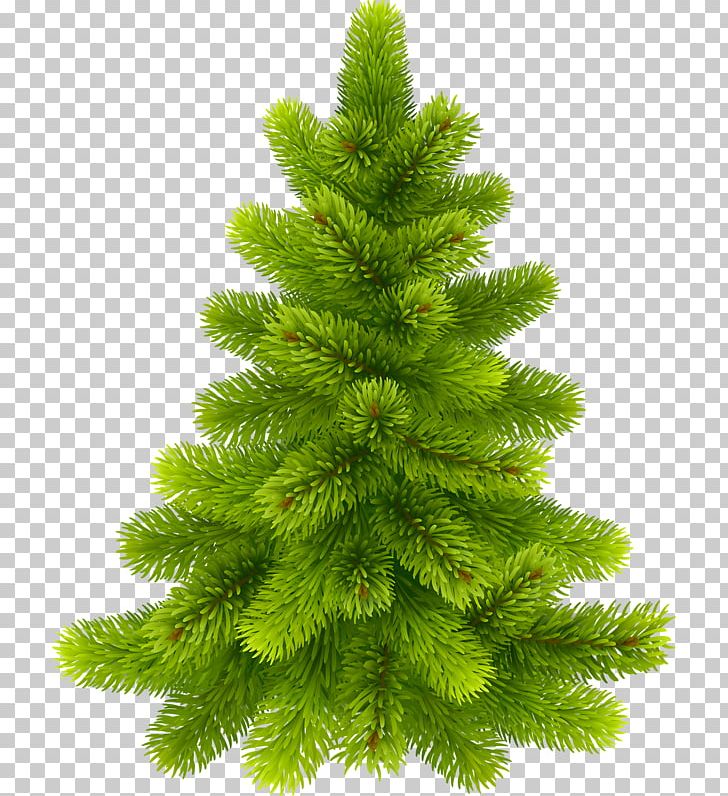 Pine Fir Tree PNG, Clipart, Biome, Christmas Decoration, Christmas Ornament, Christmas Tree, Clip Art Free PNG Download