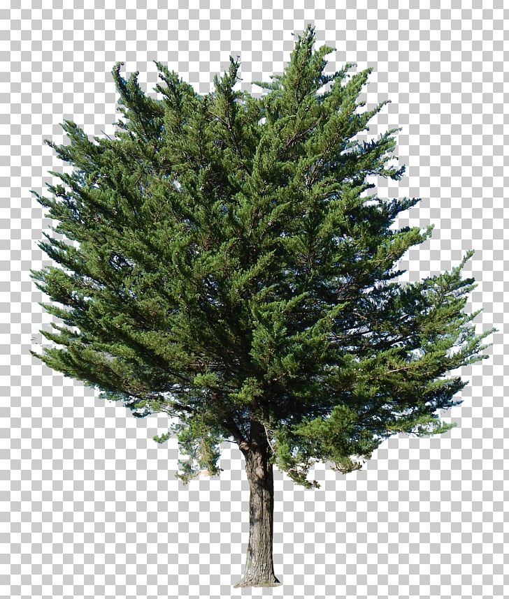Pine Tree Landscape Architecture Acer Ginnala PNG, Clipart, Acer Ginnala, Biome, Branch, Conifer, Conifers Free PNG Download