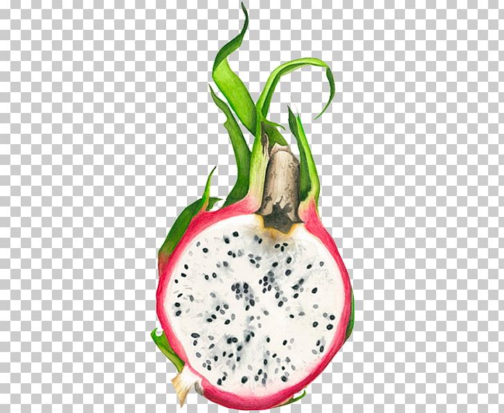 Pitaya Fruit Drawing Watercolor Painting PNG, Clipart, Art, Berry, Dragon Fruit, Drawing, Flowerpot Free PNG Download
