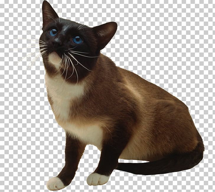 Siamese Cat Whiskers European Shorthair Snowshoe Cat Burmese Cat PNG, Clipart, Asian, Book, Burmese, Burmese Cat, Carnivoran Free PNG Download