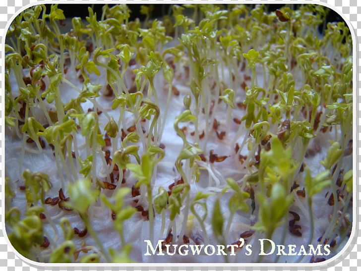 Alfalfa Sprouting PNG, Clipart, Alfalfa, Alfalfa Sprouts, Food Drinks, Grass, Mugwort Free PNG Download