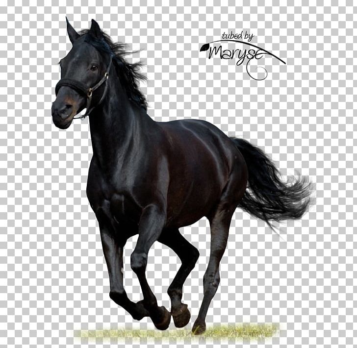 Black Beauty Arabian Horse American Paint Horse Audible PNG, Clipart, Americ, Animal, Anna Sewell, Arabian Horse, Audiobook Free PNG Download