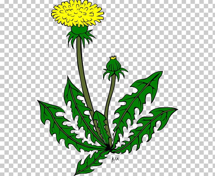Common Dandelion PNG, Clipart, Artwork, Bud, Chrysanths, Common Dandelion, Cut Flowers Free PNG Download