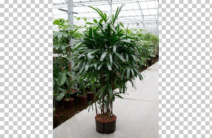 Houseplant Rhapis Excelsa Arecales Flowerpot PNG, Clipart, Arecales, Blog, Centimeter, Discounts And Allowances, Evergreen Free PNG Download