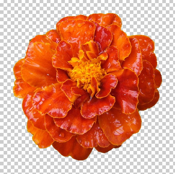 Mexican Marigold Calendula Officinalis Flower PNG, Clipart, Calendula Officinalis, Daisy Family, Euclidean Vector, Flower, Flower Bouquet Free PNG Download