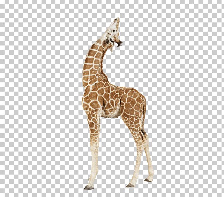 Giraffe Paper Animal Print Printing PNG, Clipart, Africa Continent, Africa Map, Animal, Biology, Child Free PNG Download