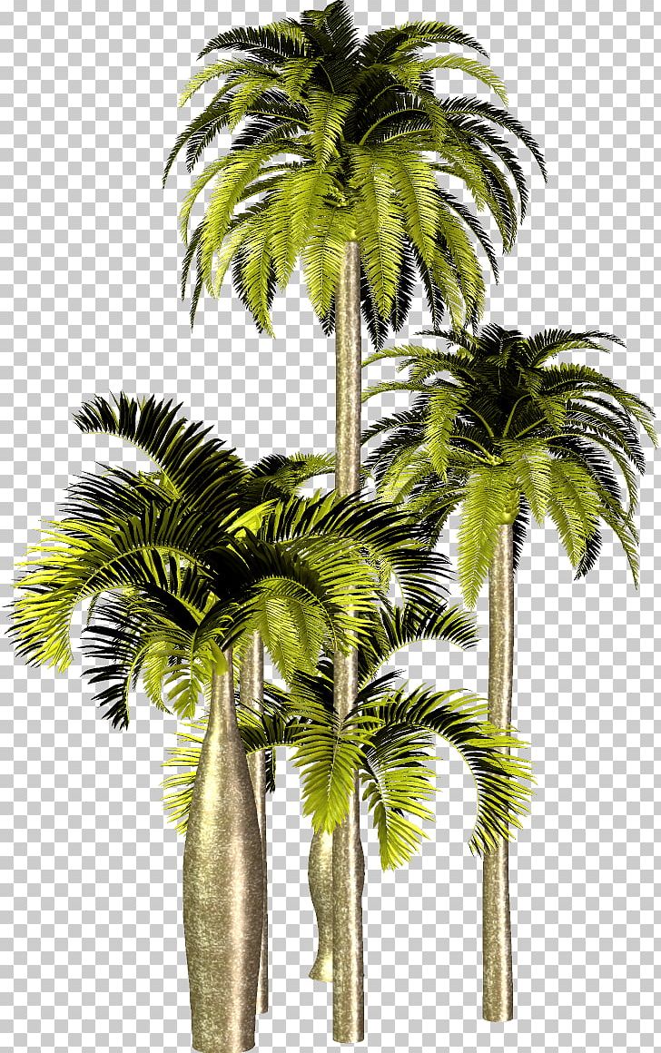 Asian Palmyra Palm Attalea Speciosa Arecaceae Tree PNG, Clipart, Arecaceae, Arecales, Asian Palmyra Palm, Attalea Speciosa, Borassus Free PNG Download