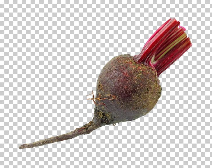 Common Beet Beetroot Stock Photography PNG, Clipart, Beet, Beet Head, Beetroot, Beta, Common Beet Free PNG Download