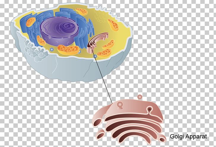 Golgi Apparatus X-inactivation X Chromosome Cell Biology PNG, Clipart, Biology, Cell, Cell Biology, Cell Membrane, Endomembrane System Free PNG Download