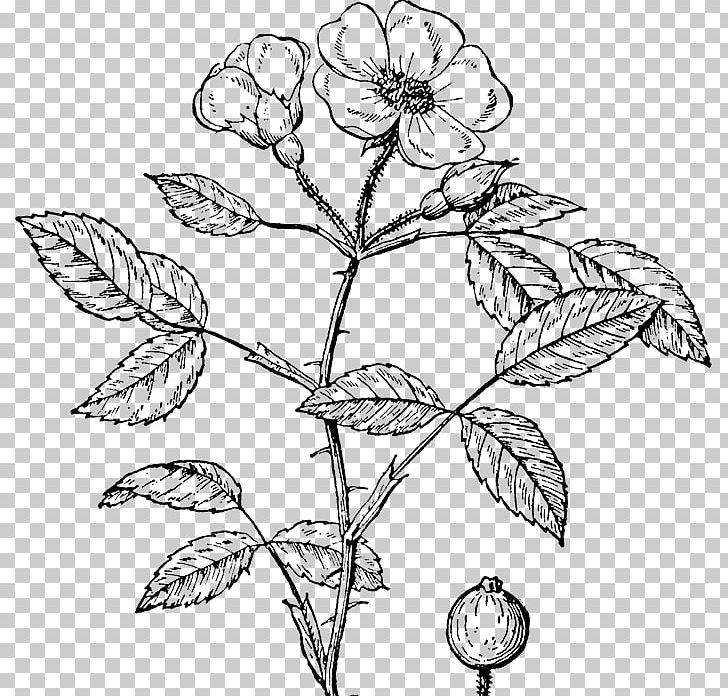 Rose Shrub PNG, Clipart, Artwork, Black And White, Branch, Drawing, Flora Free PNG Download