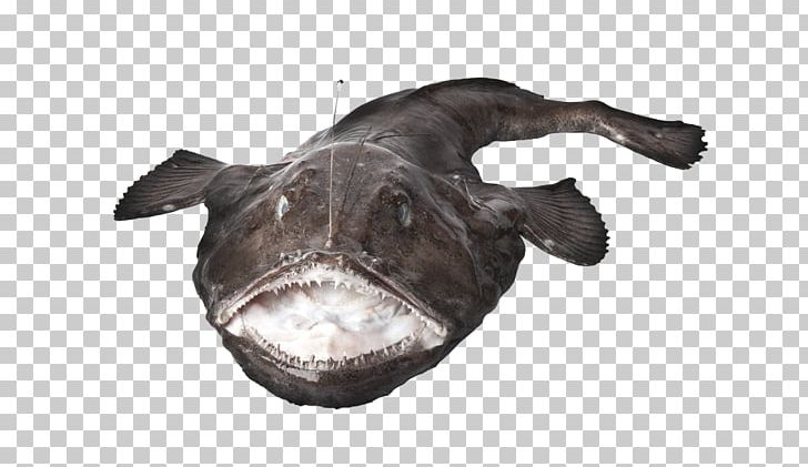 Anglerfish Octopus Food PNG, Clipart, Angler, Anglerfish, Cod, Cooking, Deepsea Anglerfishes Free PNG Download