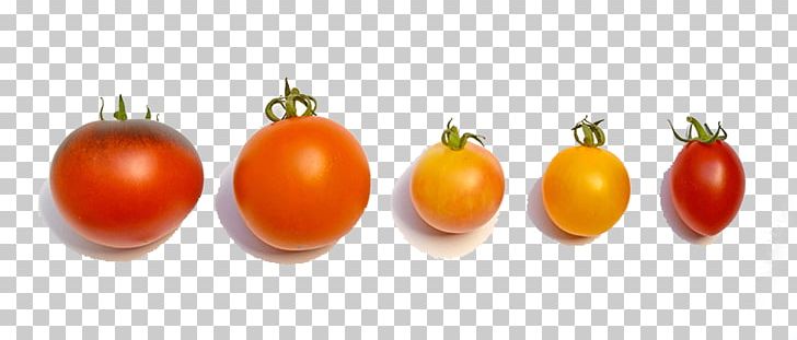 Cherry Tomato Organic Food Vegetable Nightshade Sweetness PNG, Clipart, Bush Tomato, Diet Food, Food, Fruit, Heirloom Tomato Free PNG Download