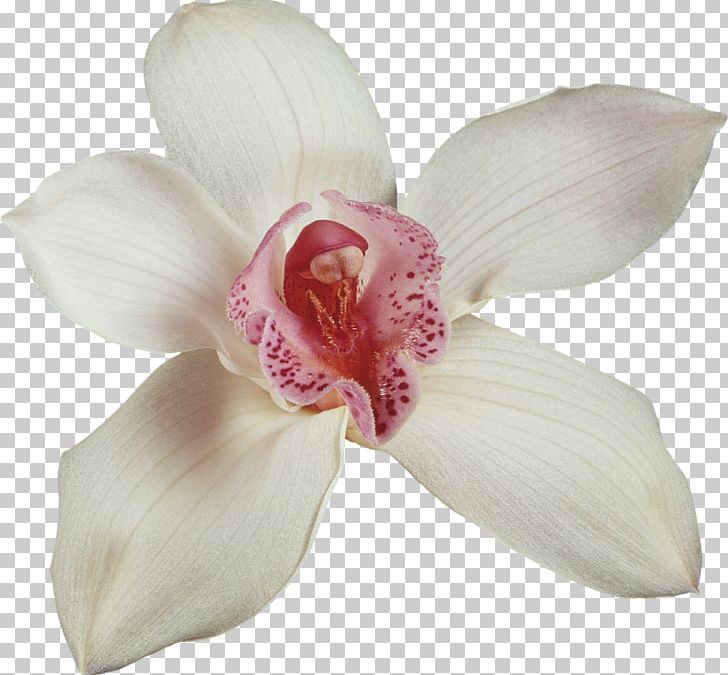 Cut Flowers Moth Orchids Cattleya Orchids PNG, Clipart, Cattleya, Cattleya Orchids, Cut Flowers, Flower, Flowering Plant Free PNG Download