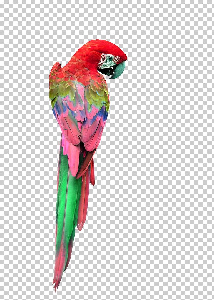 Parrot Red-and-green Macaw Great Green Macaw Yellow-crowned Amazon PNG, Clipart, Amazon Parrot, Animals, Beak, Bird, Blueandyellow Macaw Free PNG Download