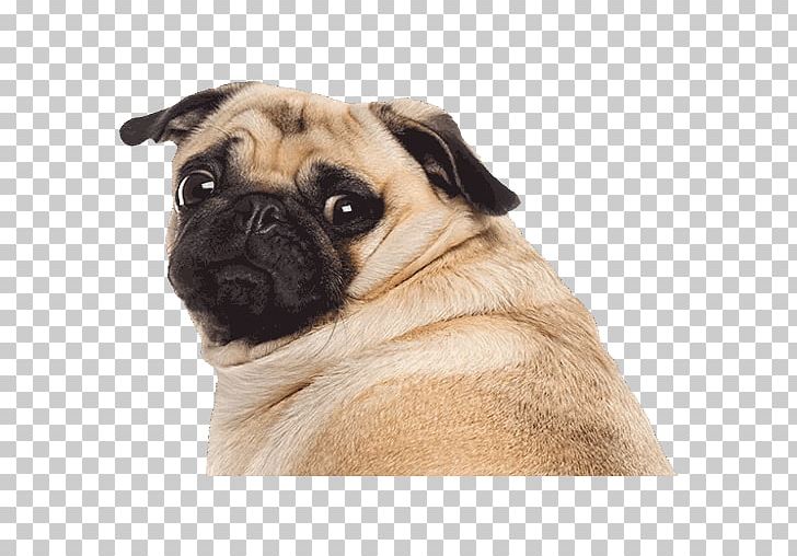 Pug Puppy Stock Photography PNG, Clipart, Animals, Carnivoran, Companion Dog, Cuteness, Depositphotos Free PNG Download
