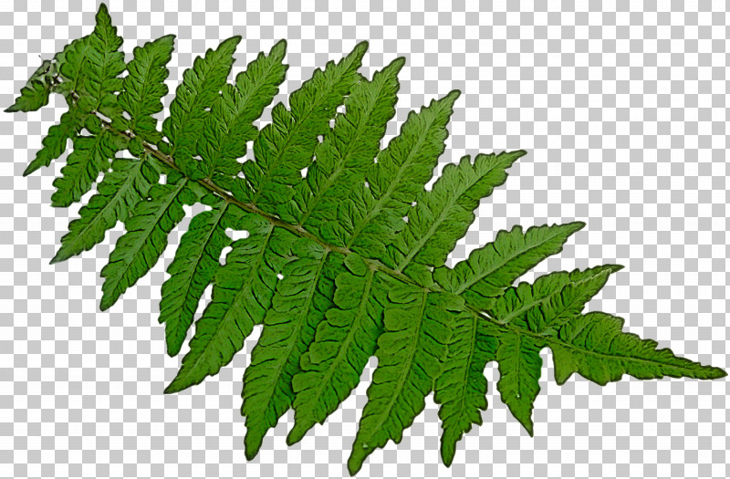 Leaf Plant Flower Tree Terrestrial Plant PNG, Clipart, Flower, Hemp Family, Herb, Herbaceous Plant, Leaf Free PNG Download