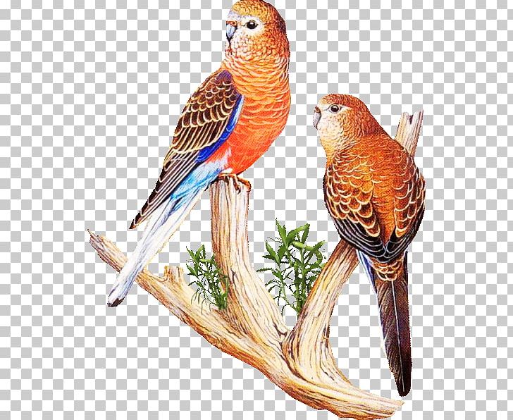 Bird Parrot Parakeet Macaw PNG, Clipart, Animals, Beak, Bird, Common Pet Parakeet, Domestic Canary Free PNG Download