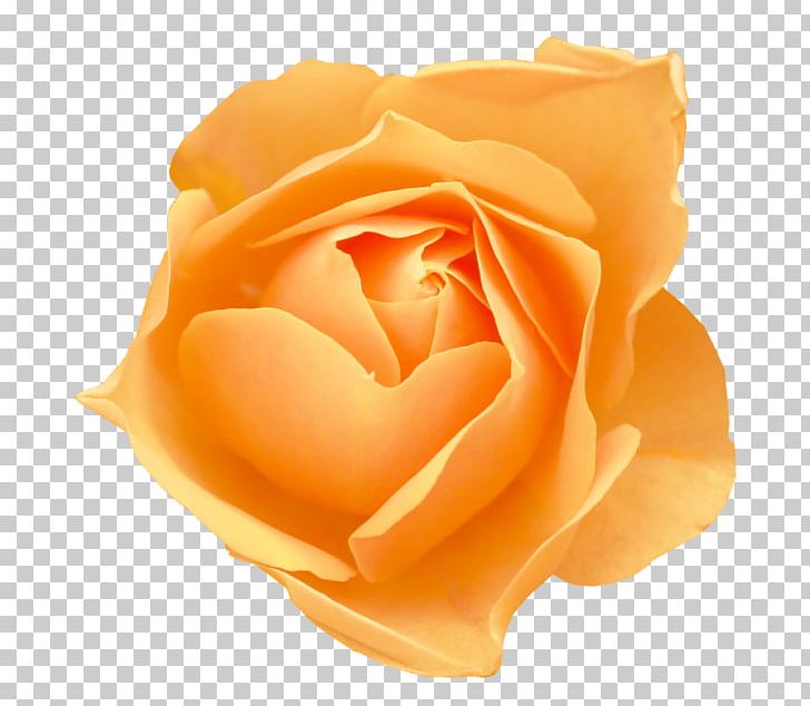 Flower Rose Morning Glory Petal PNG, Clipart, Blossom, Cicek Resimleri, Closeup, Cut Flowers, Floribunda Free PNG Download