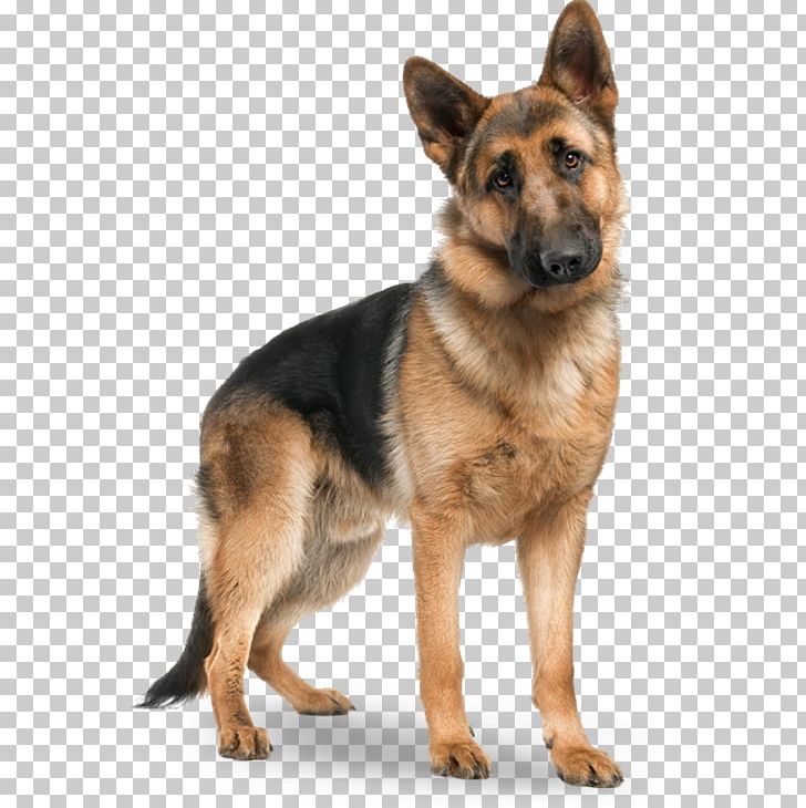 German Shepherd Puppy Cat Beagle Pet PNG, Clipart, 8 Months, Animals, Animal Shelter, Beagle, Breed Free PNG Download