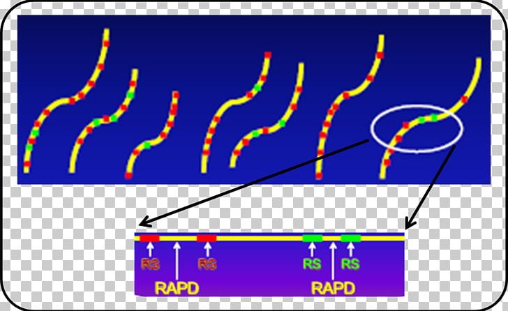 RAPD Genetic Marker Molecular Marker Polymorphism Genome PNG, Clipart, Agh, Angle, Area, Dna, Generate Free PNG Download