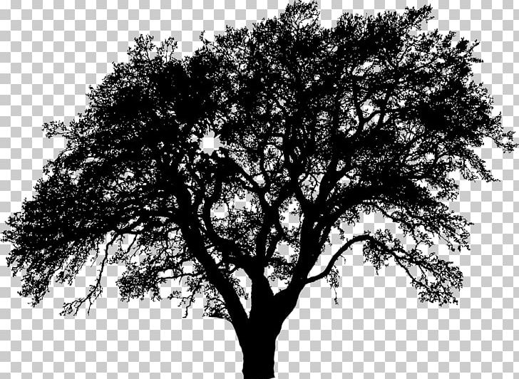 Tree Silhouette Png Clipart Black And White Branch Drawing Ecology Monochrome Free Png Download