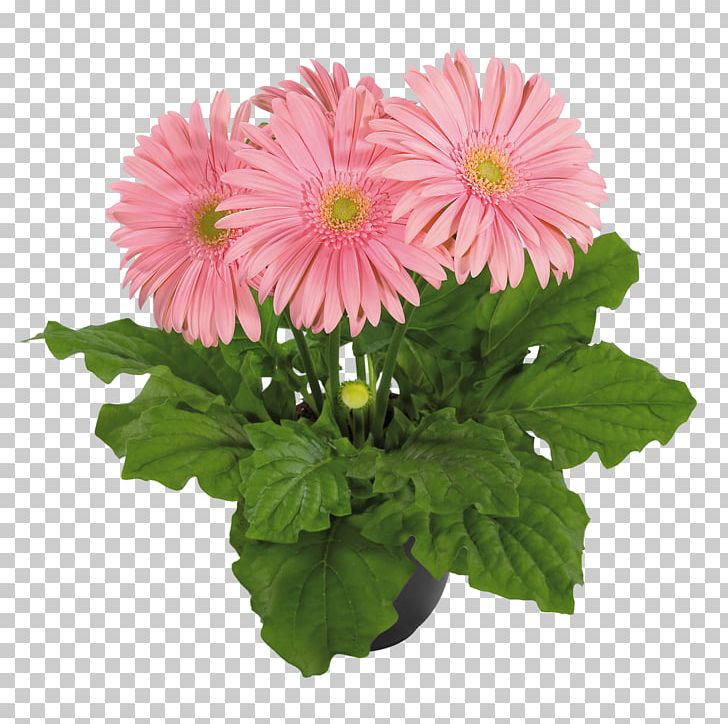 Chrysanthemum Cut Flowers Seed Plants PNG, Clipart, Annual Plant, Aster, Barberton Daisy, Chrysanthemum, Chrysanths Free PNG Download