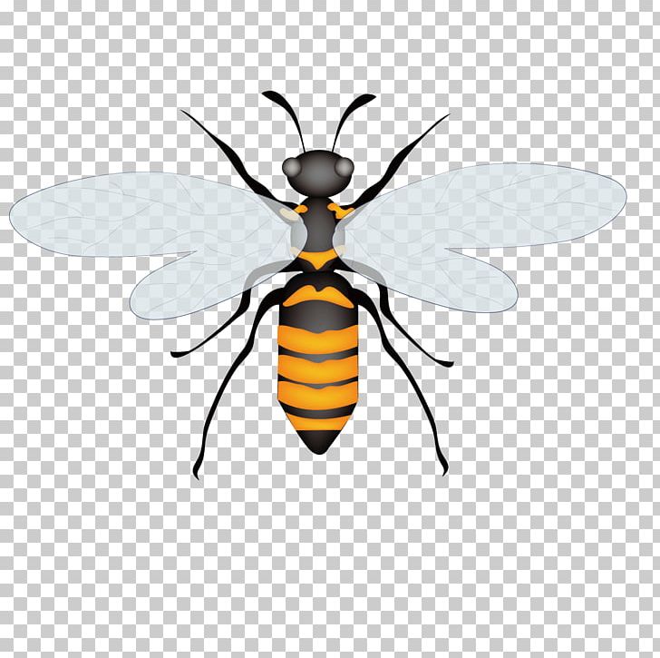 Honey Bee Insect Euclidean PNG, Clipart, Adobe Illustrator, Arthropod, Back Ground Summer, Bee, Download Free PNG Download