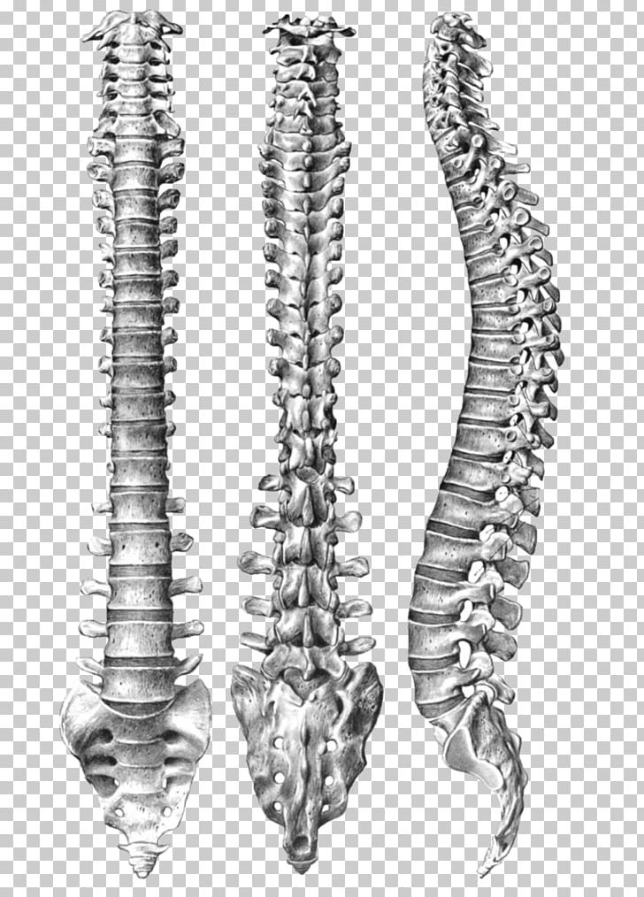 Human Vertebral Column Spinal Anatomy Human Body PNG, Clipart, Black And White, Body Jewelry, Bone, Drawing, Homo Sapiens Free PNG Download