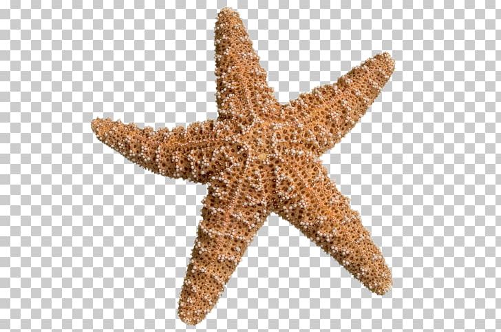 The Star Thrower Starfish Shore Stock Photography Sea PNG, Clipart, Animal, Animals, Asterias, Clip, Echinoderm Free PNG Download