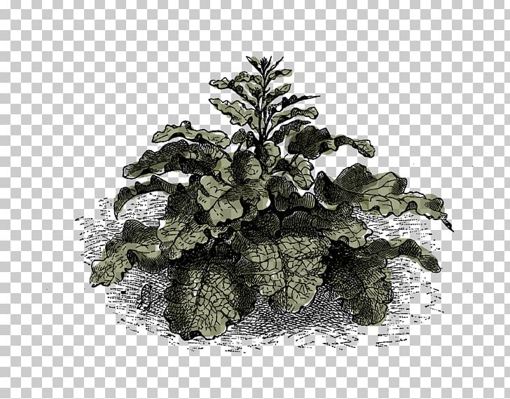 Wildflower PNG, Clipart, Botanical Illustration, Botany, Burdock, Conifer, Evergreen Free PNG Download