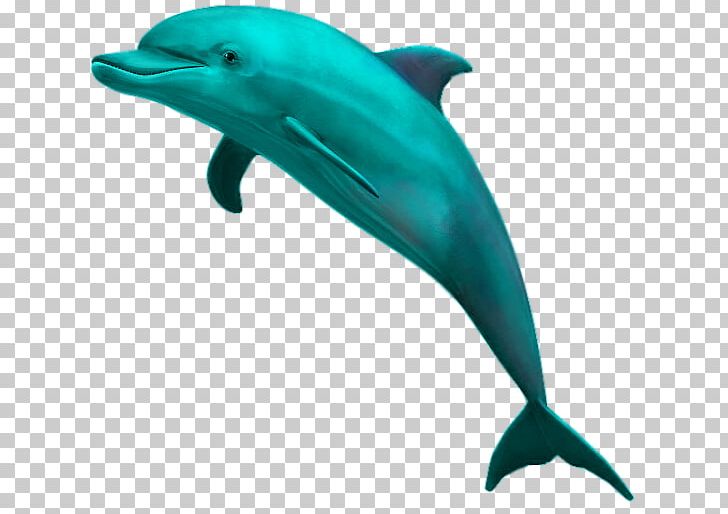 Common Bottlenose Dolphin Striped Dolphin Wholphin PNG, Clipart, Aesthetics, Animals, Avatan, Avatan Plus, Bottlenose Dolphin Free PNG Download