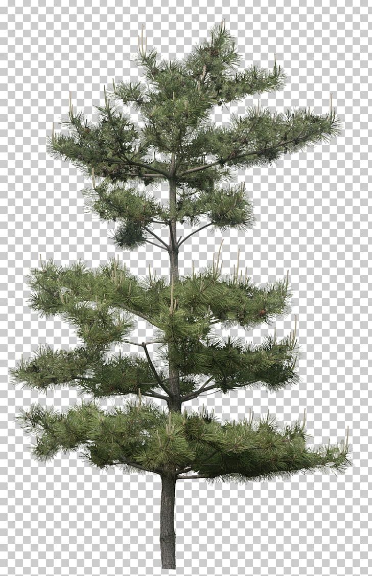 Gum Trees Pine Plant PNG, Clipart, Arecaceae, Branch, California Foothill Pine, Christmas Tree, Conifer Free PNG Download