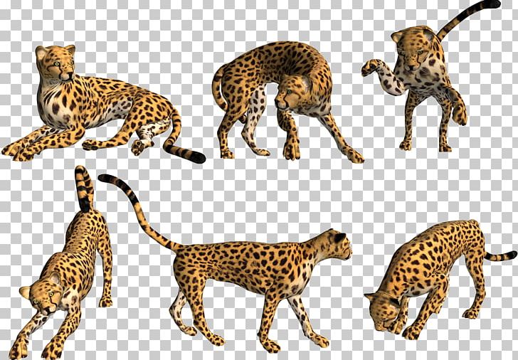 Leopard Asiatic Cheetah Mammal Carnivora PNG, Clipart, Animal, Animal Figure, Animals, Asiatic Cheetah, Big Cat Free PNG Download