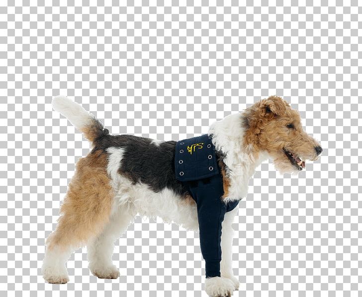 Wire Hair Fox Terrier T-shirt Dog Breed Bandage PNG, Clipart, Bandage, Breed Group Dog, Cap, Carnivoran, Clothing Free PNG Download