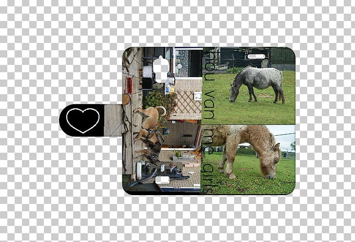 B2C Telecom Huawei Y5 Pony Smartphone Mustang PNG, Clipart, Album Cover, Bridle, Grass, Halter, Horse Free PNG Download