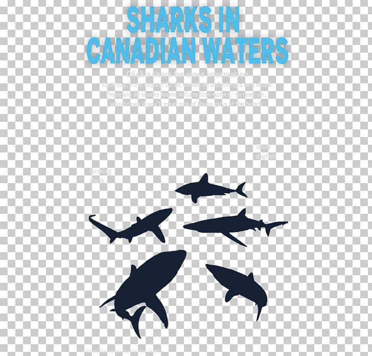 Dolphin Killer Whale Shark Logo Font PNG, Clipart, Brand, Cetacea, Dolphin, Fish, Graphic Design Free PNG Download
