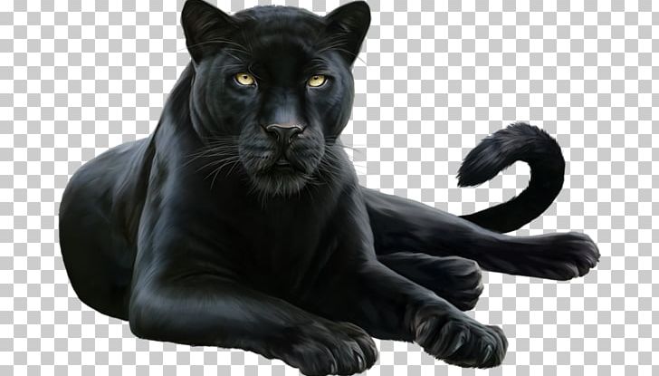 Black Panther Leopard Felidae Cougar PNG, Clipart, Animal, Big Cat, Big Cats, Black Panther, Carnivoran Free PNG Download