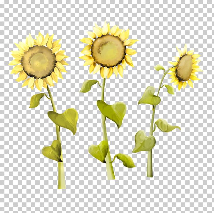 Common Sunflower Sunflower Seed Kuaci PNG, Clipart, Cut Flowers, Daisy, Daisy Family, Designer, Download Free PNG Download
