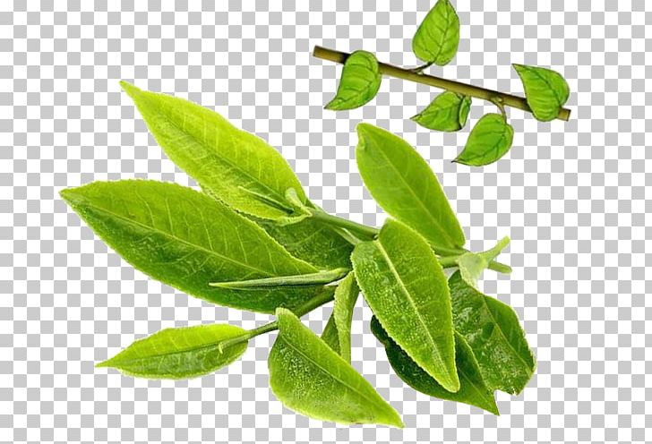 Japanese Camellia Green Tea Camellia Sinensis Plant PNG, Clipart, Agriculture, Agriculture Products, Background Green, Branch, Camellia Free PNG Download
