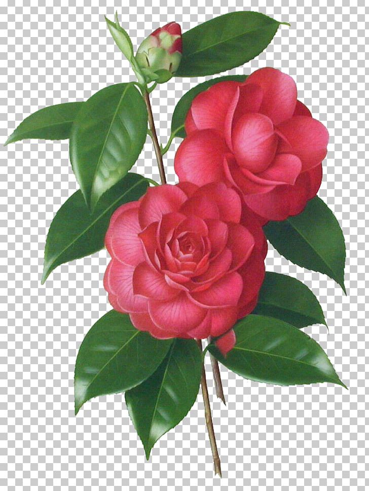 Leaning Tower Of Pisa Botanical Illustration Art PNG, Clipart, Camellia, Camellia Sasanqua, Cut Flowers, Decoupage, Drawing Free PNG Download