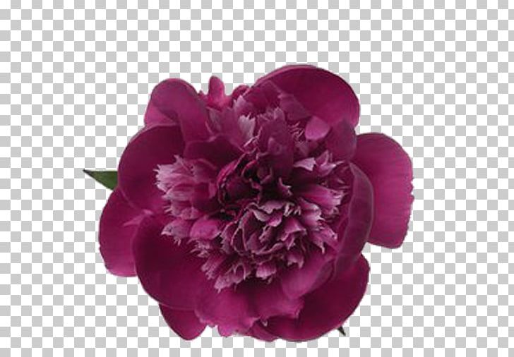 Moutan Peony China Paeonia Lactiflora Floral Emblem PNG, Clipart, Artificial Flower, Color, Cut Flowers, Flower, Flower Bouquet Free PNG Download