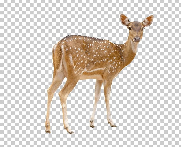 Red Deer Chital White-tailed Deer Stock Photography PNG, Clipart, Animals, Antler, Christmas Deer, Deer, Deer Antlers Free PNG Download