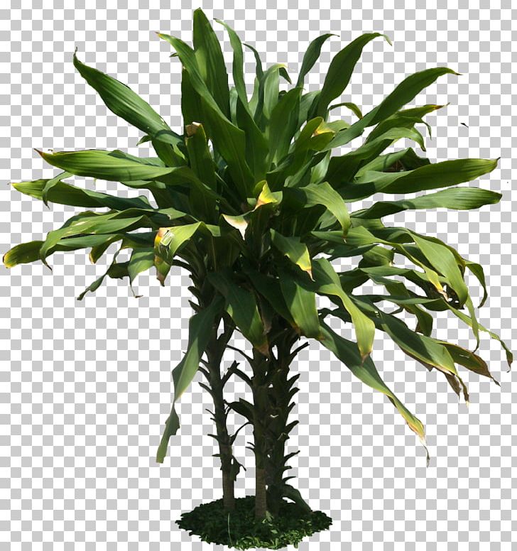 Dracaena Fragrans Plant Tropics Desktop PNG, Clipart, Arecales, Computer Icons, Cordia Sebestena, Desktop Wallpaper, Dracaena Free PNG Download
