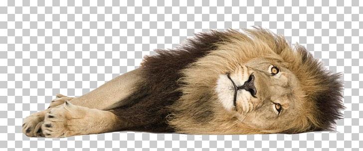 Lionhead Rabbit Cougar Felidae PNG, Clipart, Animals, Beast, Big Cat, Big Cats, Carnivoran Free PNG Download