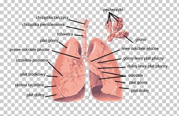 Lung Dissection Respiratory Tract Respiratory System Anatomy PNG, Clipart, Anatomy, Angle, Cartilage, Diagram, Dissection Free PNG Download