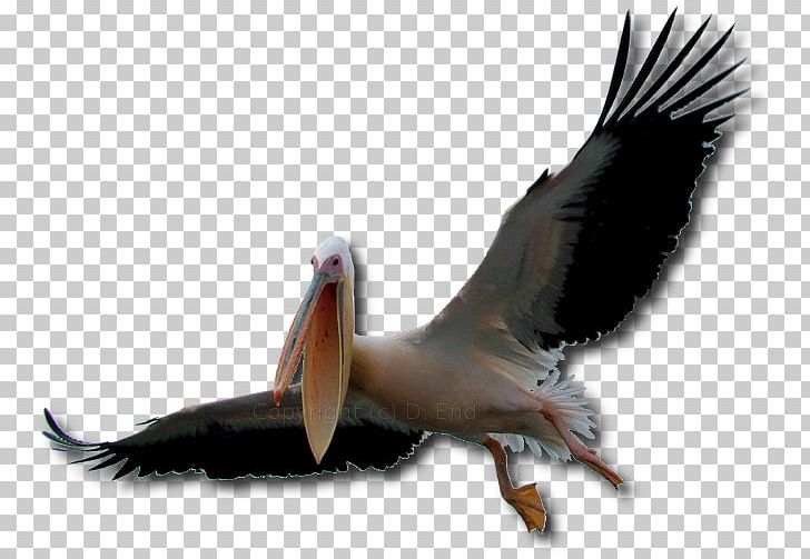 Pelican Namibia Aktiv & Safaris PNG, Clipart, Beak, Bird, Bookingcom, Charitable Organization, Charity Free PNG Download