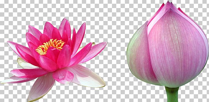 Nelumbo Nucifera PNG, Clipart, Aquatic Plant, Blooming, Bud, Color, Flower Free PNG Download