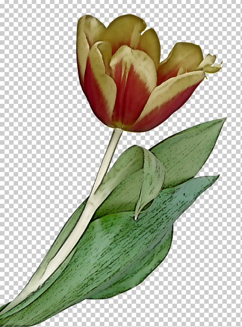 Flower Plant Tulip Petal Leaf PNG, Clipart, Anthurium, Bud, Cut Flowers, Flower, Leaf Free PNG Download